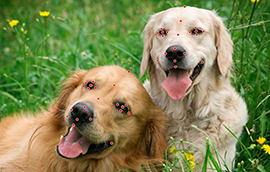 门徒平台注册狗脸关键点标注技术引发行业关注